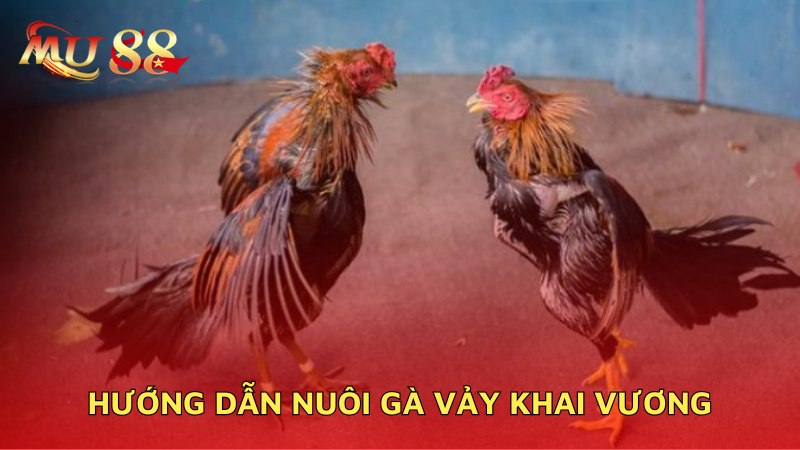 Hướng dẫn nuôi gà khai vương