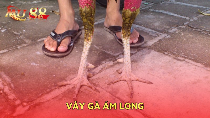 Vảy gà ám long