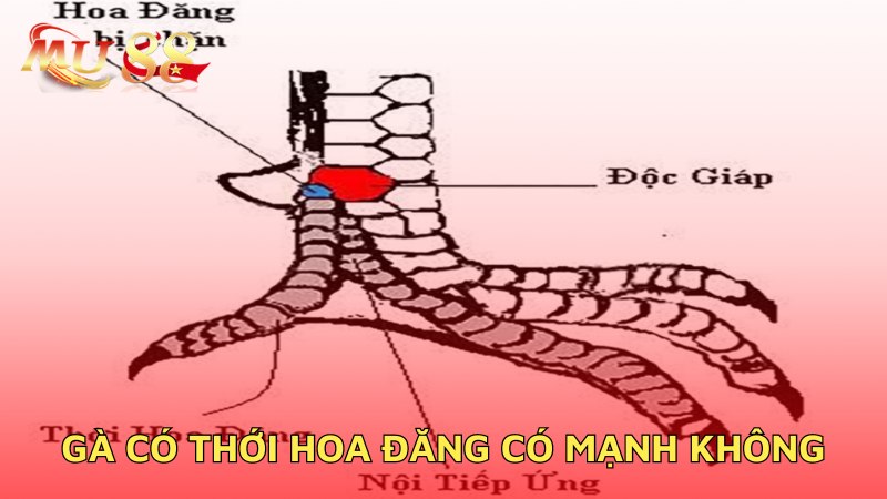 Gà có thới hoa đăng có mạnh không