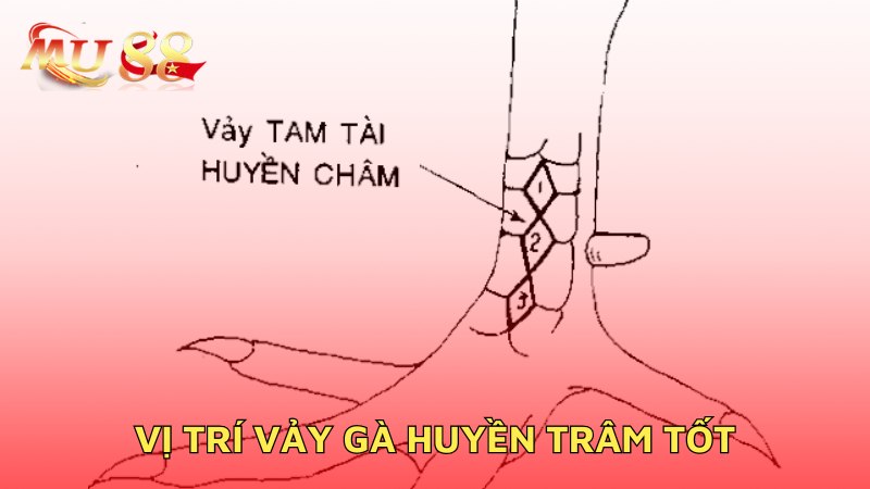 Vị trí vảy gà huyền trâm tốt